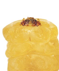 Ethonion leai, PL3672, larva, from Dillwynia hispida (PJL 3095), ventral view, SE, 5.7 × 1.5 mm
